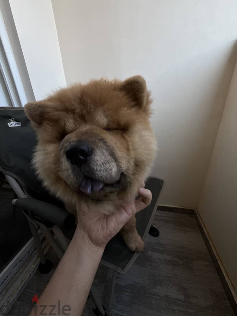 Chow chow 5
