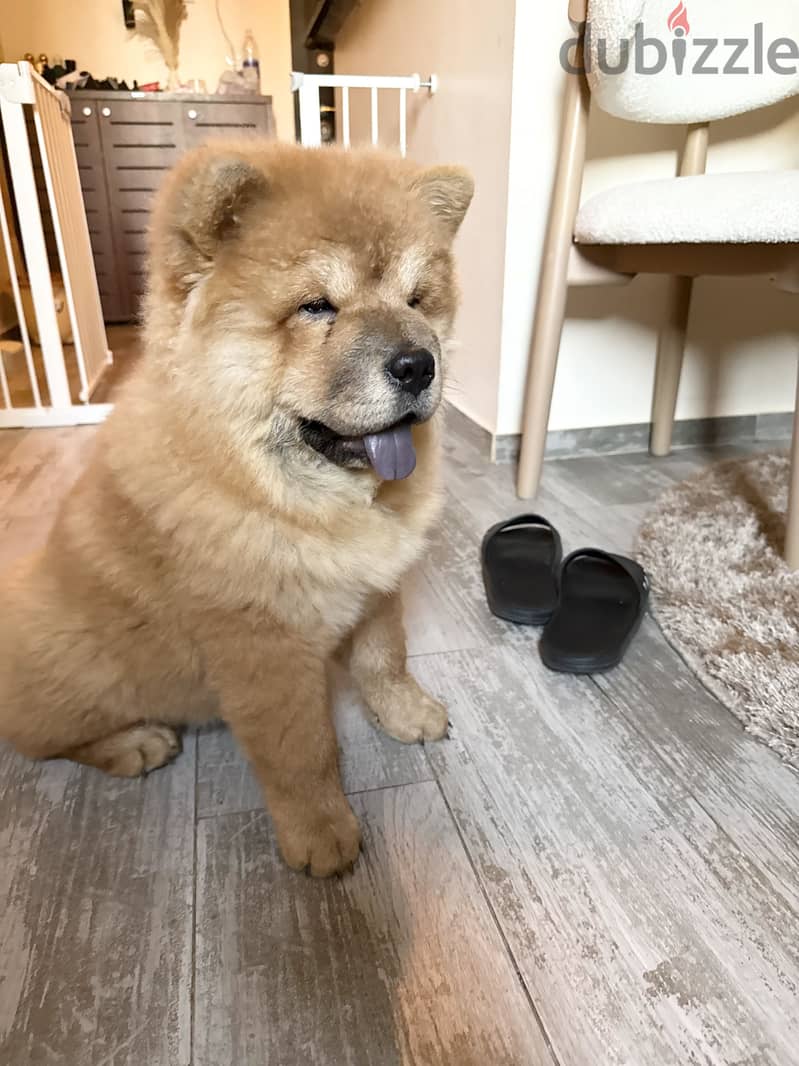 Chow chow 6