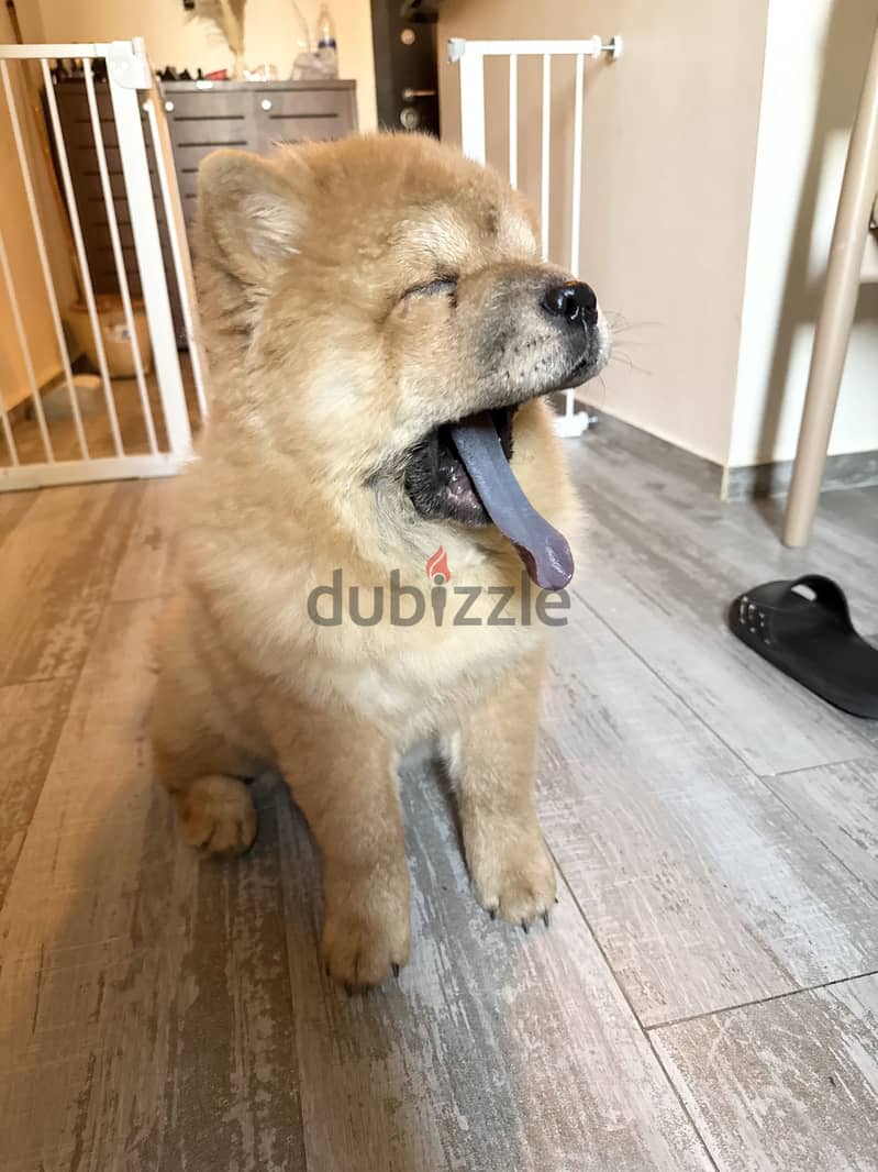 Chow chow 9