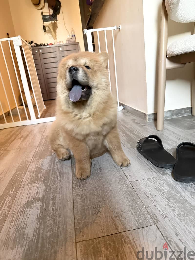 Chow chow 10