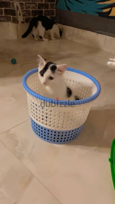 قطط حنينه ولذيذه جدا