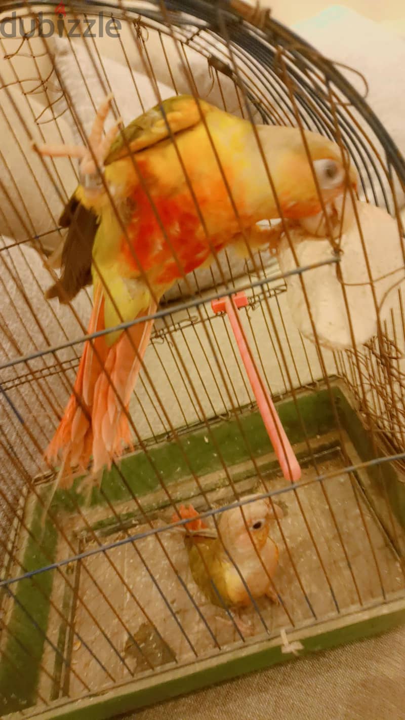 بينابول 1