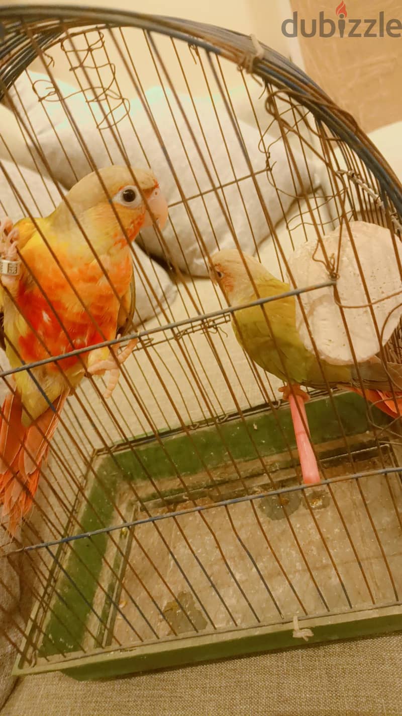 بينابول 5