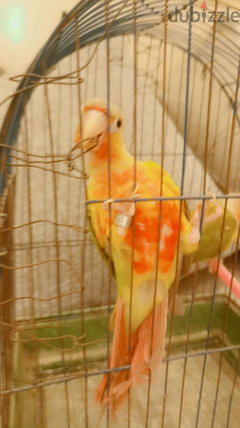 بينابول 6