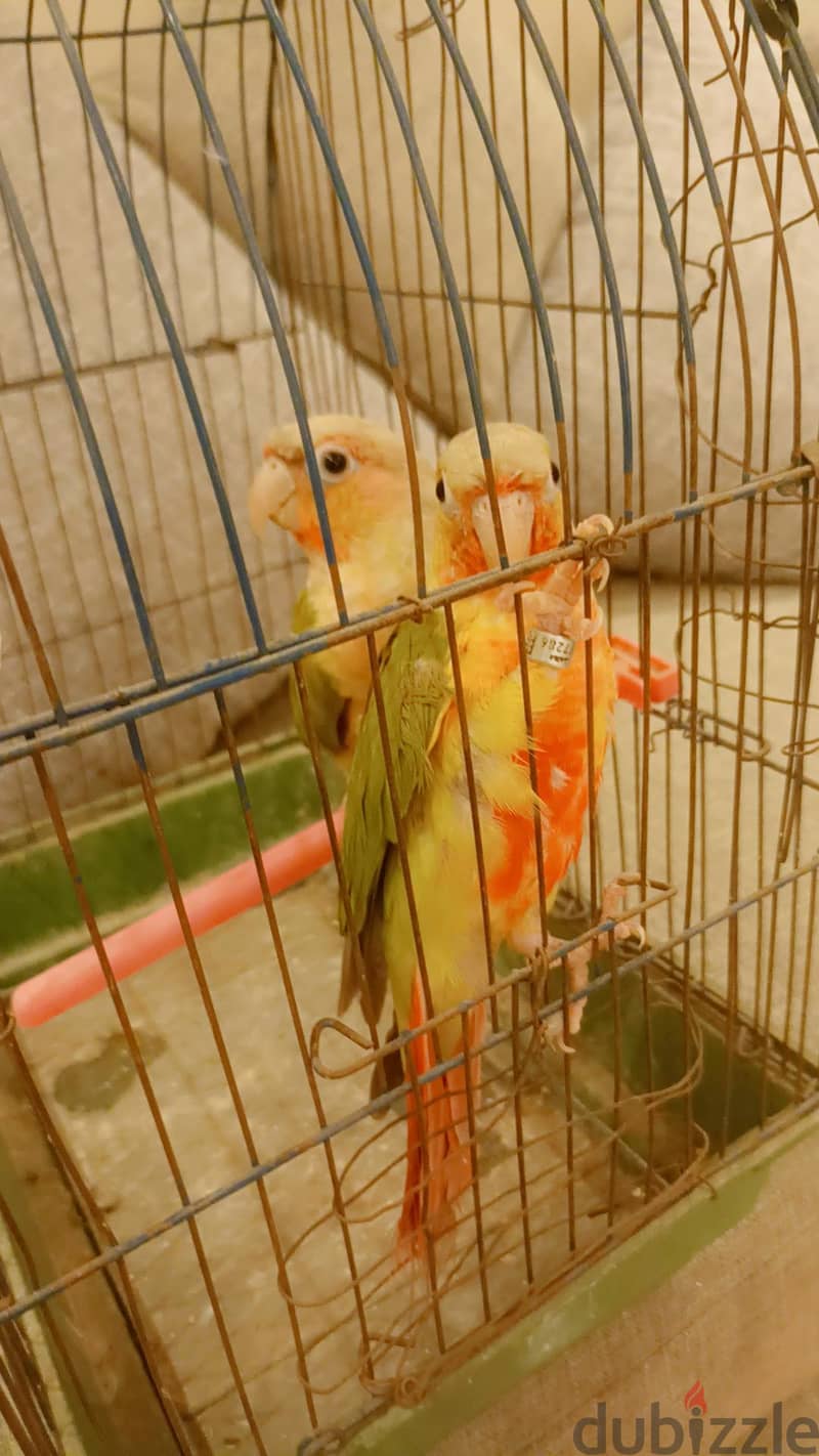 بينابول 2