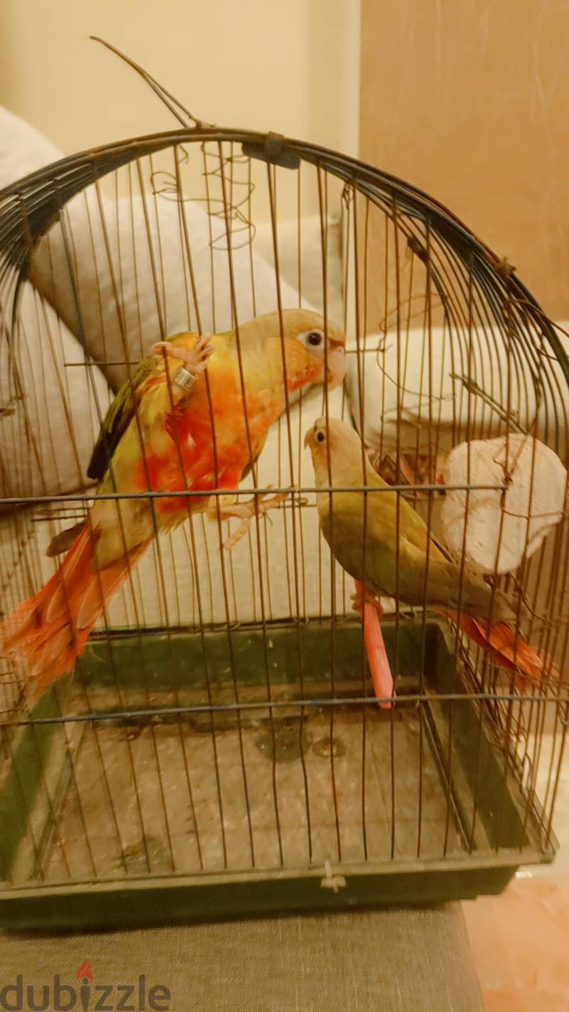 بينابول 4
