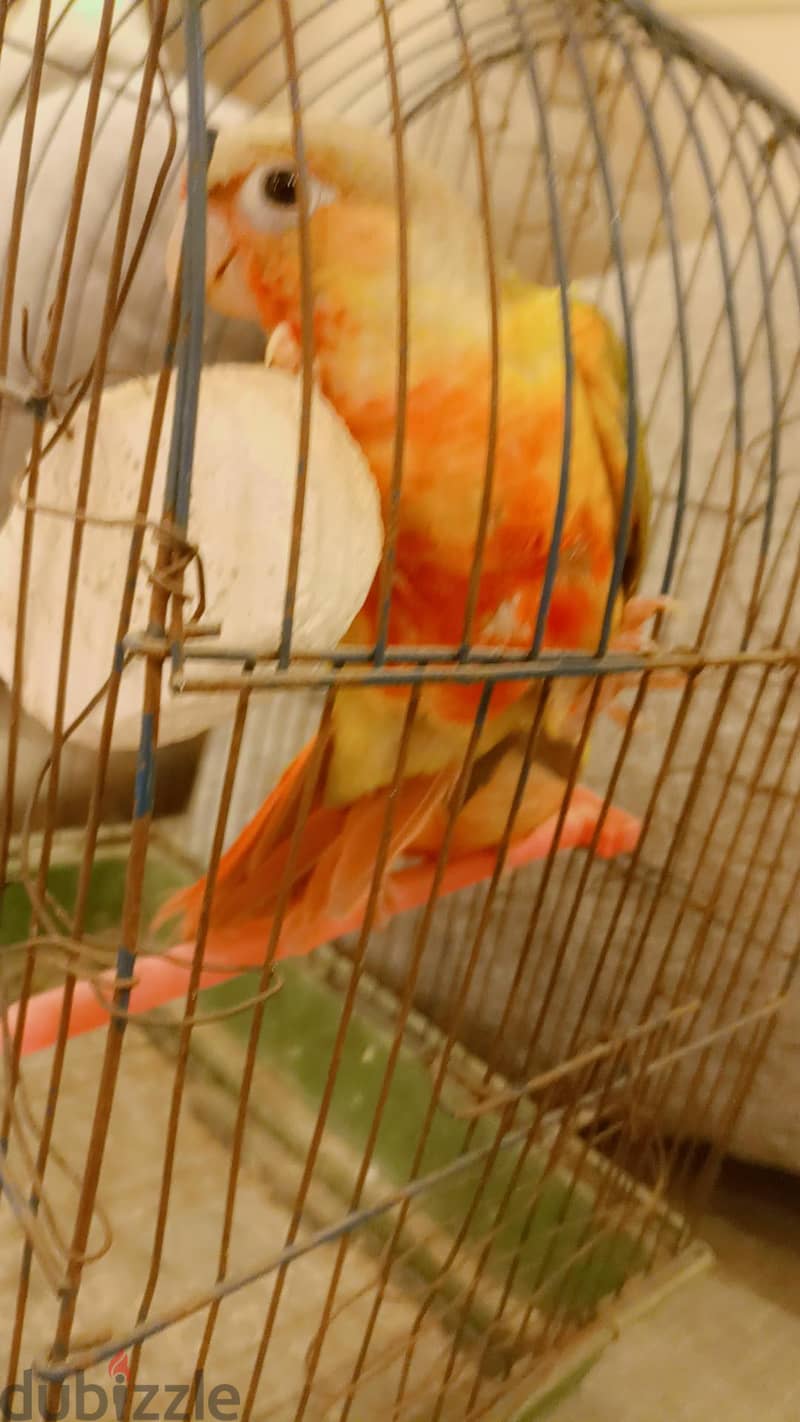 بينابول 7