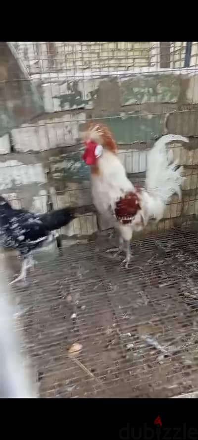 ديك  ديوك فراخ دجاج زينه     ديك بادوه سنغافوره ما شاء الله صحه والوان