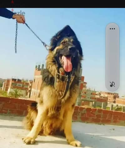 كلب ذكر جيرمن شيلرد لونج هير ذكى جد عمره سنه ونص