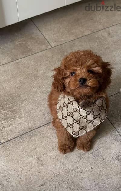 toy poodle