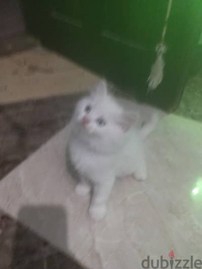 قطط 50 يوم