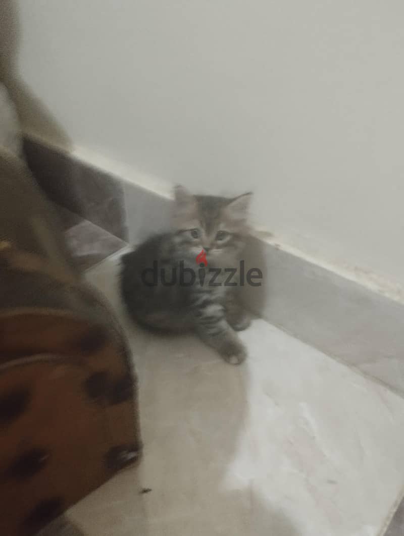 قطط 50 يوم 1