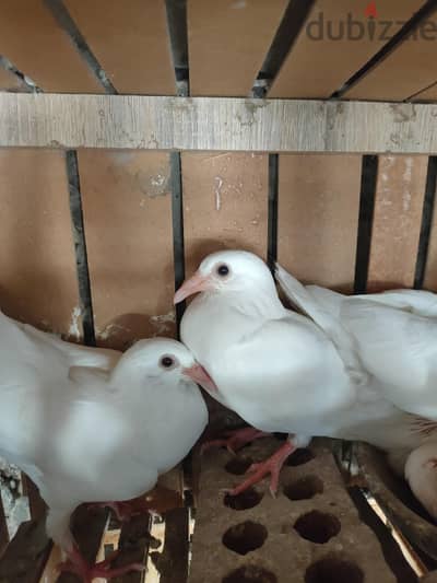 زوج حمام لاحم فاكك 3ريشات