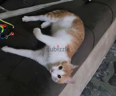 Cat for adoption