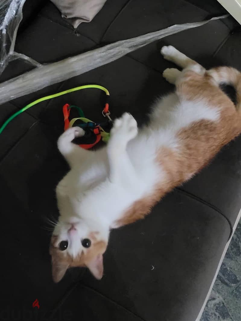 Cat for adoption 1