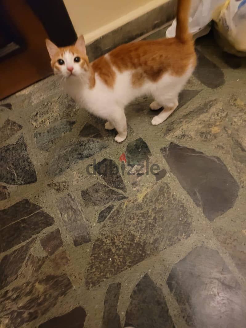 Cat for adoption 2