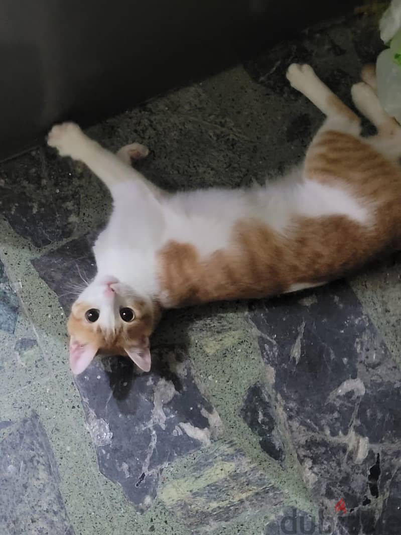 Cat for adoption 3