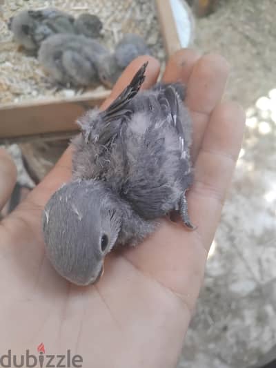 عصفير روز