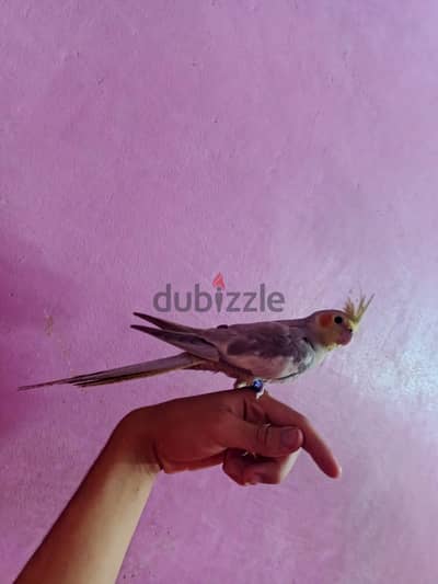 عصفور فون اسبليت لاتيني تاكيل يدوي