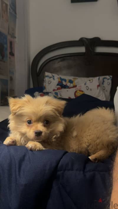 3.5-Month-Old Female Pomeranian – Fully Vaccinated & Potty Trained