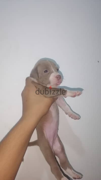 جرو بيتبول