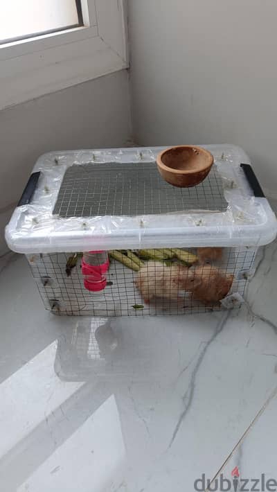 اكتوبر