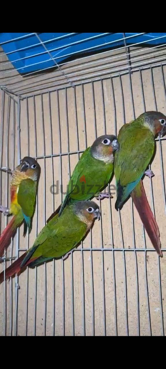 كنيورات 3