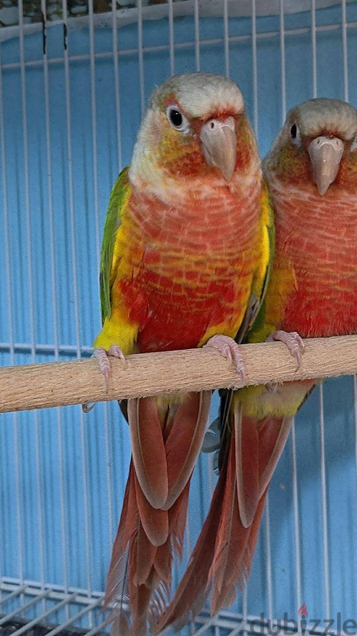 هاي ريد 2