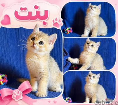 Elite British NY 25, NY11 ,NY12 ,NS 11- 33 Shorthair kittens