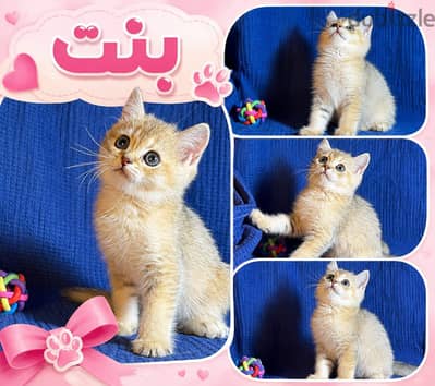 Elite British NY 25 shorthair kitten