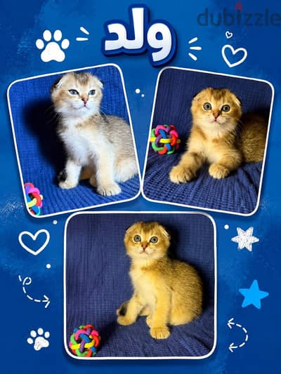 Elite British shorthair Folded NY11 male kitten