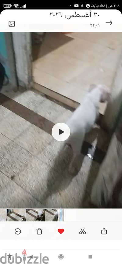 كلاب حراسة  نوع ممتاز  امريكان بيتبول.