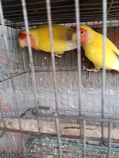 روز  وكوكتيل