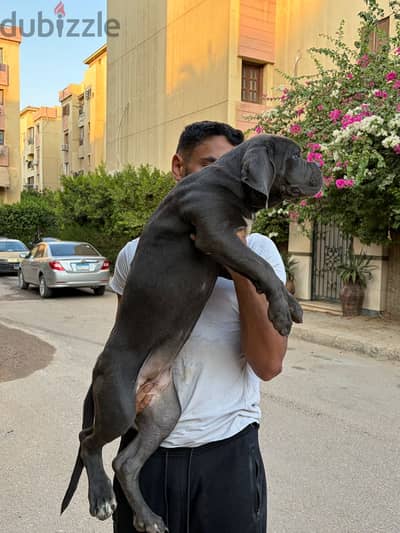 Cane corso