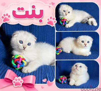Elite British folded NS 11- 33 Shorthair kitten