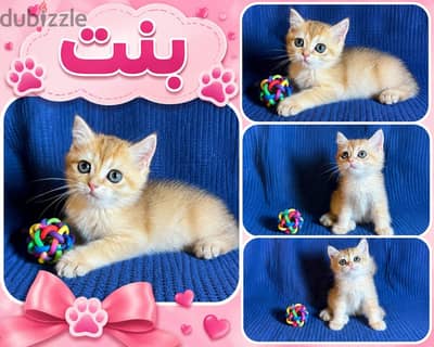 Elite British shorthair Gold NY12 female kitten