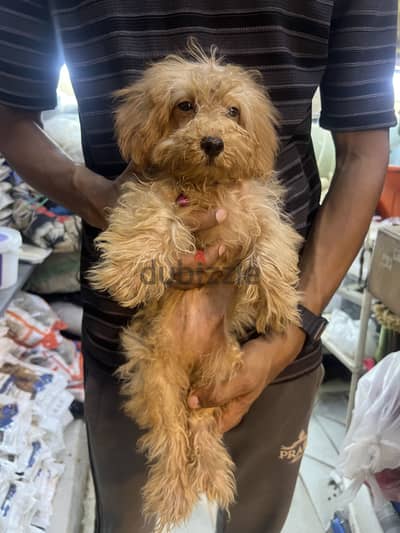 Maltipoo