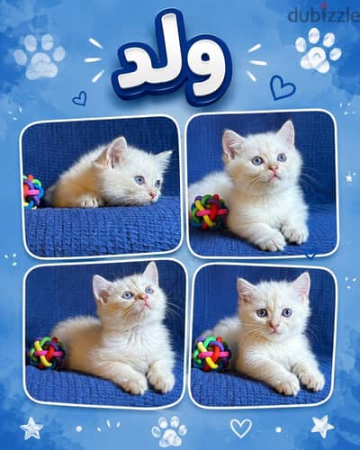White NS 11-33 British Shorthair male،