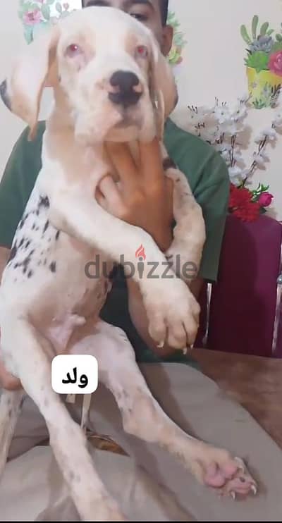 جريت دان Great Dan great dane