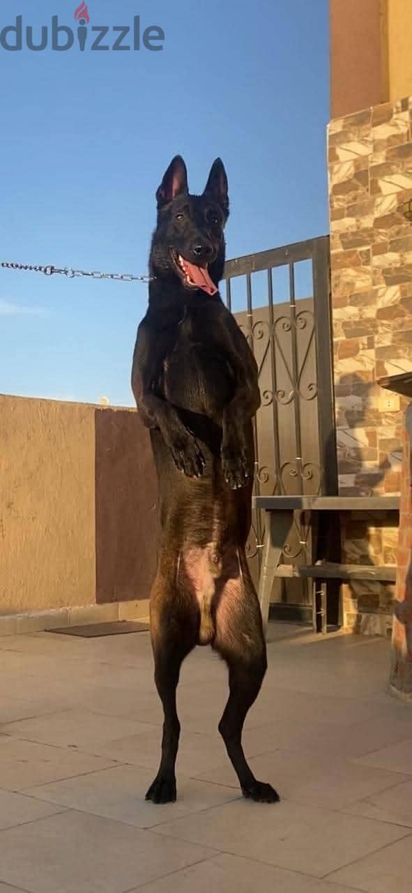 مالينو Malino 3