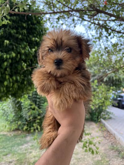 Female maltipoo 75 day مالتيبو