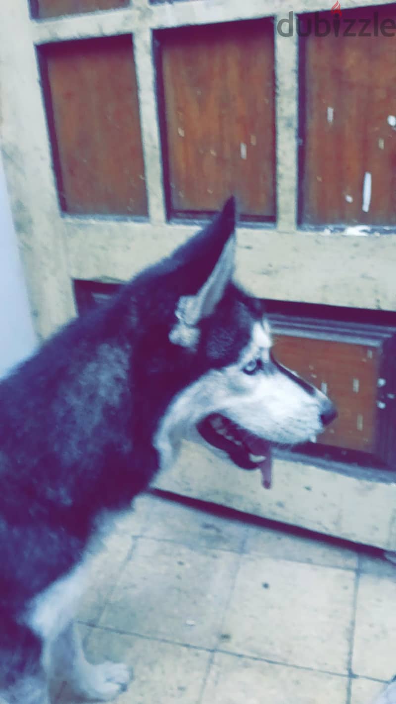هاسكي 1