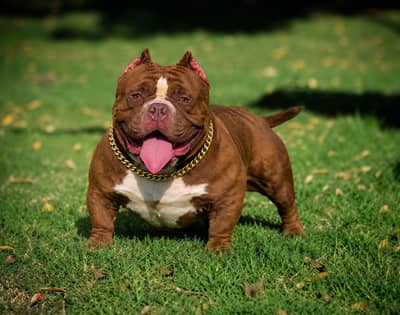 اقوي دكر بولي للجواز   American bully