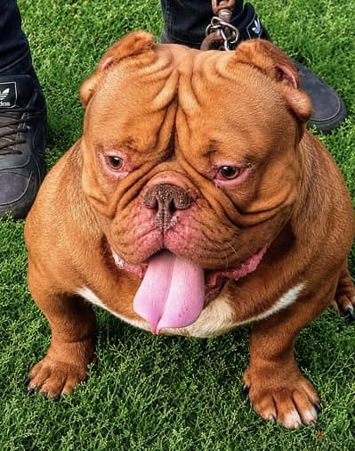 اقوي دكر اكزوتك بولي للبيع American bully