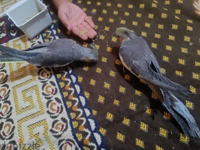 جوز عصافير كوكتيل وقفص للبيع