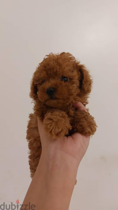 tea cup poodles بودل حجم صغير