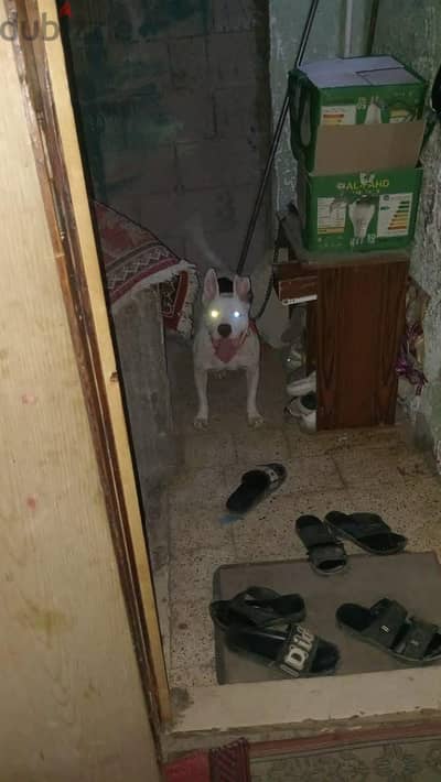نتايه بولي تحفه