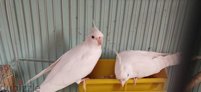 اص كوكتيل البينو شغال بالضمان البيع بسبب السفر