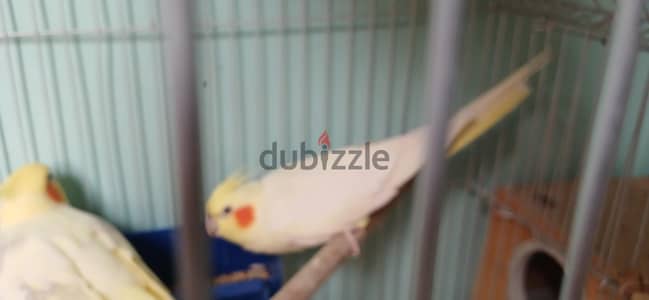 اص كوكتيل لاتيني بصمة  شغاال بالضمان البيع لظروف السفر للخارج