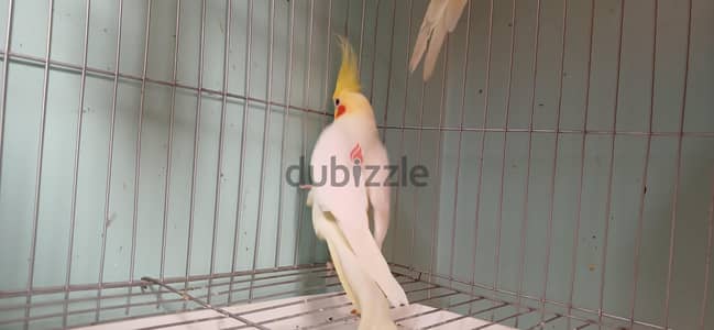 اص كوكتيل لاتيني نوادر  شغاال بالضمان